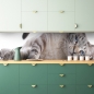 Mobile Preview: Küchenrückwand Katze