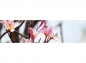 Preview: Küchenrückwand Plumeria Blüten