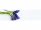 Preview: Küchenrückwand Blauer Lavendel