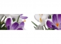 Preview: Küchenrückwand Weiß Lila Frühlingsblumen
