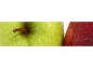 Preview: Küchenrückwand Grüner Apfel