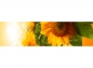 Preview: Küchenrückwand Makro Sonnenblume
