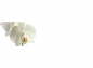 Preview: Küchenrückwand Weiße Orchidee