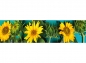 Mobile Preview: Küchenrückwand Sonnenblumen