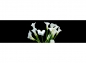 Preview: Küchenrückwand Calla Blumenstrauß