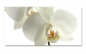 Preview: Spritzschutz Küche Weiße Orchideen