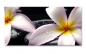 Preview: Spritzschutz Küche Plumeria Blume