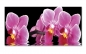 Preview: Spritzschutz Küche Exotische Orchideen