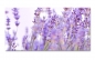 Preview: Spritzschutz Küche Lavendel Feld