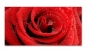 Preview: Spritzschutz Küche Rote Rose
