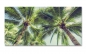 Preview: Spritzschutz Küche Hawaii Palmen