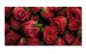 Preview: Spritzschutz Küche Rote Rosen