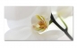 Preview: Spritzschutz Küche Weiße Makro Orchidee