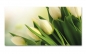 Preview: Spritzschutz Küche Weiße Tulpen