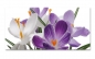 Preview: Spritzschutz Küche Frühlingsblumen