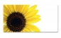 Preview: Spritzschutz Küche Sonnenblume