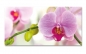 Preview: Spritzschutz Küche Farbige Orchidee