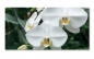 Preview: Spritzschutz Küche Weiße Orchidee