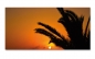 Preview: Spritzschutz Küche Palme Sonnenuntergang