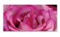 Preview: Spritzschutz Küche Rose Regentropfen