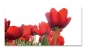 Preview: Spritzschutz Küche Rote Tulpen