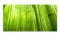 Preview: Spritzschutz Küche Bambuswald