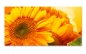 Preview: Spritzschutz Küche Sonnenblumen