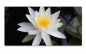 Preview: Spritzschutz Küche Weiße Lotus