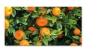 Preview: Spritzschutz Küche Orangenbaum