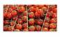 Preview: Spritzschutz Küche Cherry Tomaten