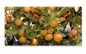 Preview: Spritzschutz Küche Mandarinenbaum