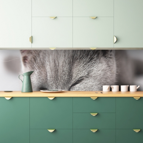 Küchenrückwand Schlafende Katze