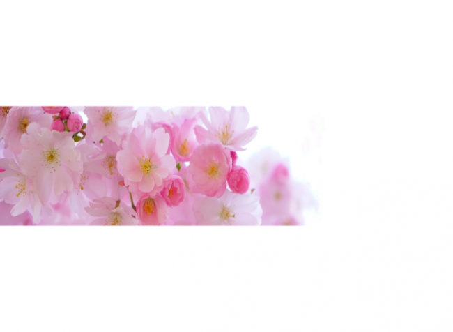 Küchenrückwand Folie Kirschblüten