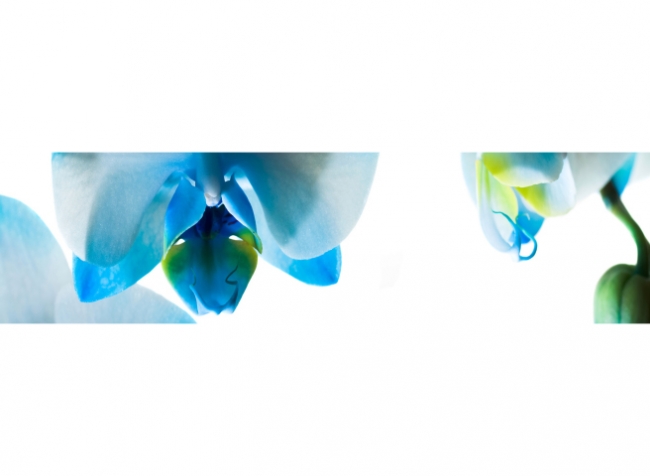 Küchenrückwand Blaue Orchidee