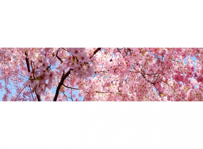 Küchenrückwand Kirschblüten Baum