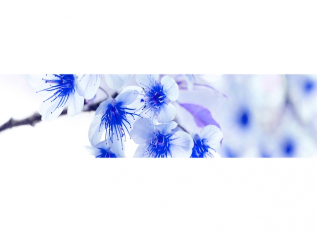 Küchenrückwand Blaue Blüten