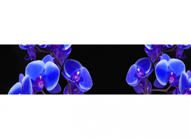 Küchenrückwand Blaue Orchideen