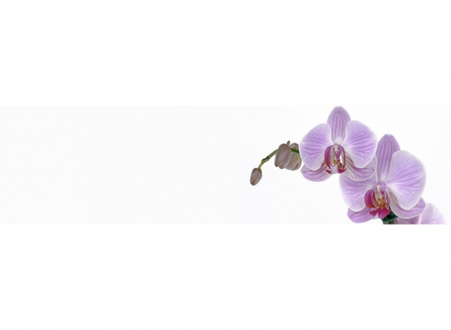 Küchenrückwand Orchid Flower