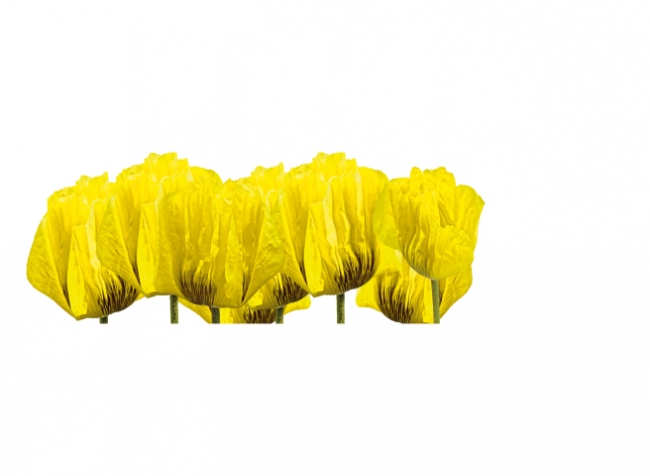 Küchenrückwand Gelbe Blumen