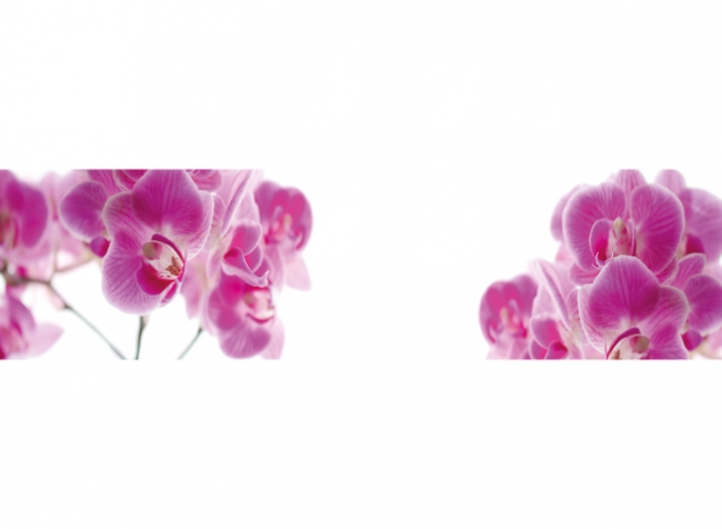 Küchenrückwand Rosa Orchideen