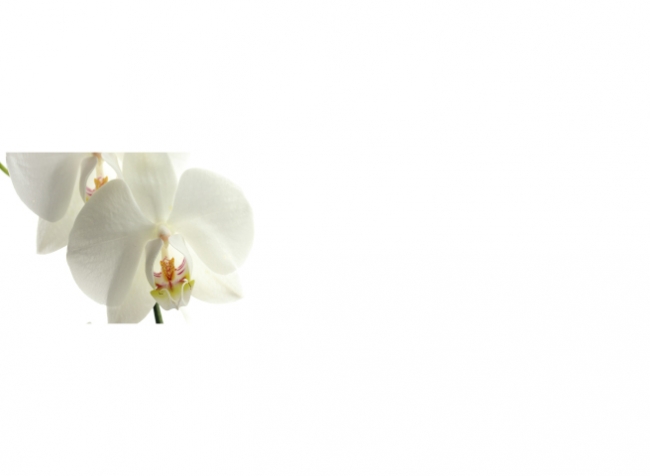 Küchenrückwand Weiße Orchidee