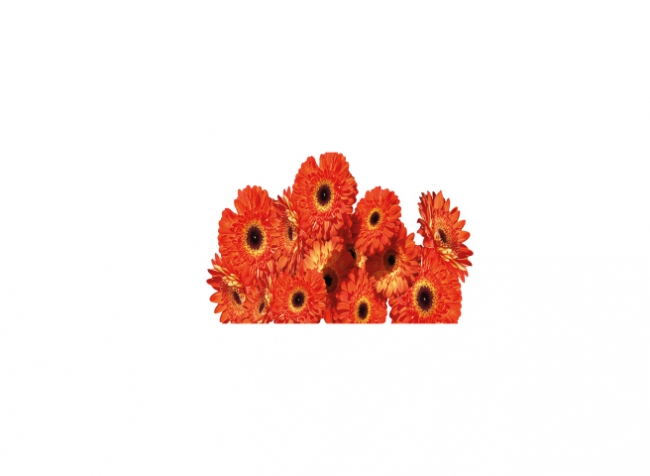 Küchenrückwand Rote Gerbera Blume