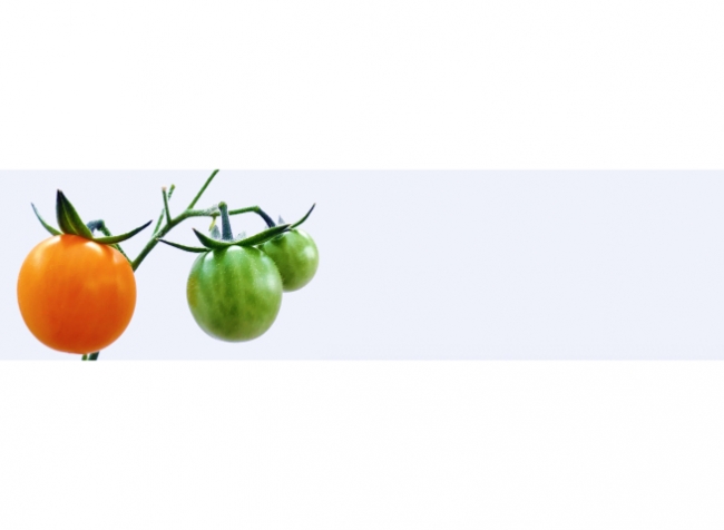 Küchenrückwand Ungereifte Tomaten