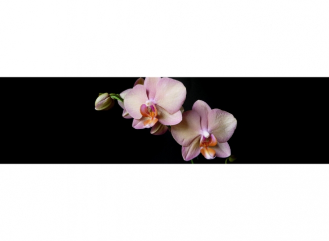Küchenrückwand Blume Orchidee