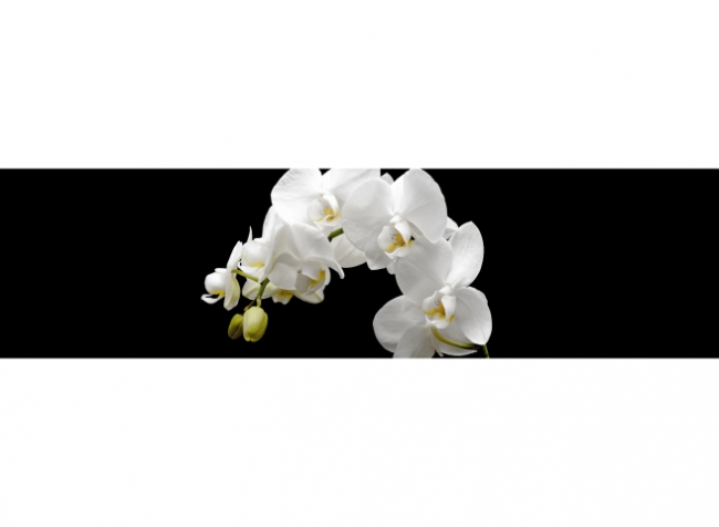 Küchenrückwand Weiße Orchidee