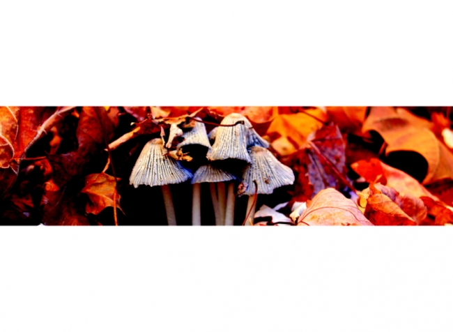 Küchenrückwand Herbst Pilze