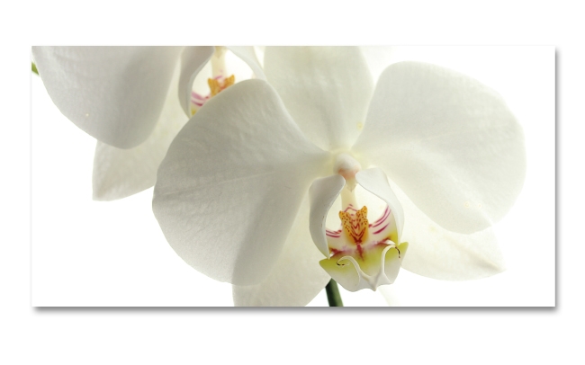 Spritzschutz Küche Weiße Orchideen
