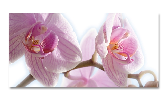 Spritzschutz Küche Orchideen