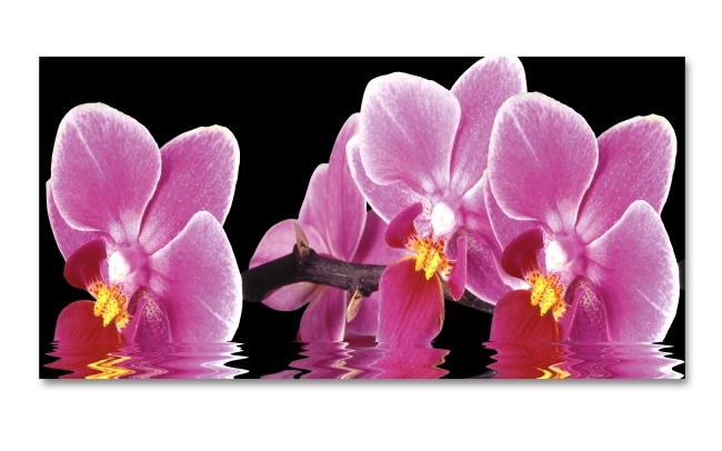 Spritzschutz Küche Exotische Orchideen