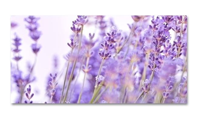 Spritzschutz Küche Lavendel Feld